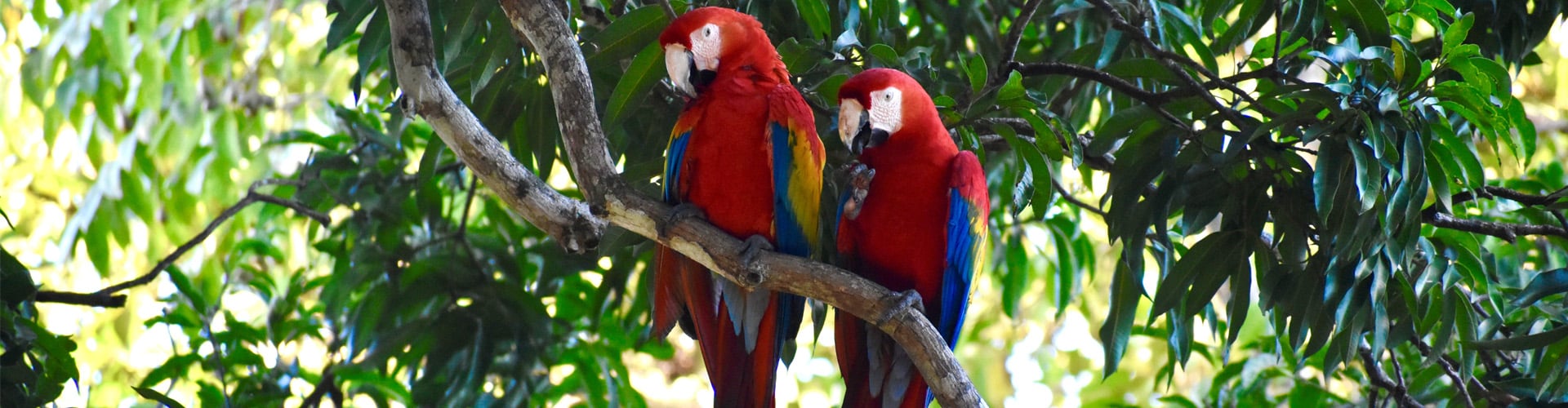 Two colorful Brazilian macaw birds -