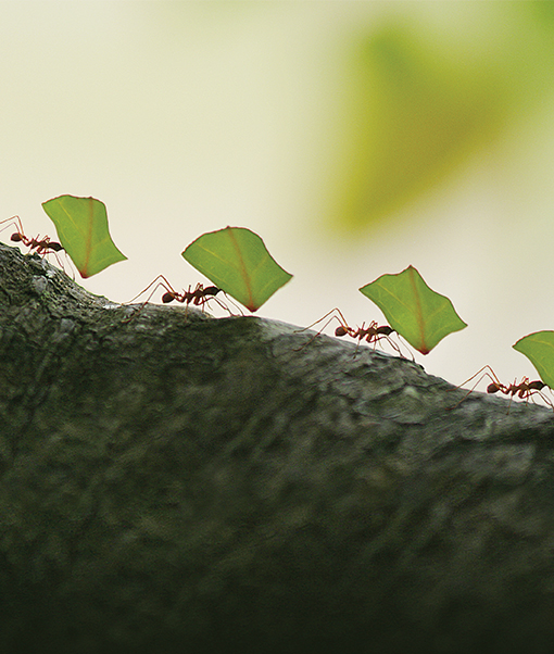 Ants carrying leaves